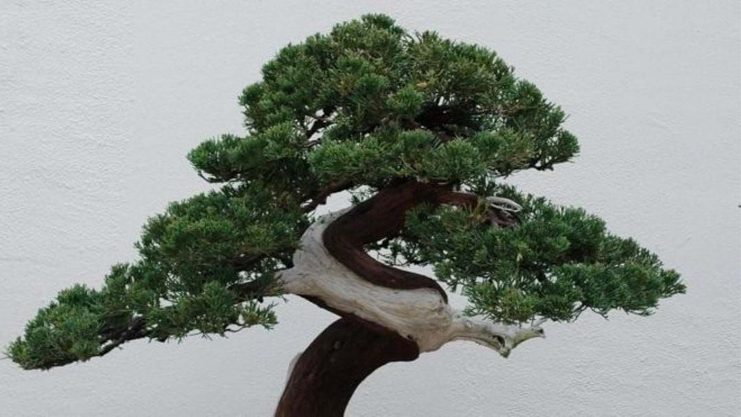 Article heading image for It's Every Plant Mum's Dream! The Warragul Bonsai Group Show Is Coming To Gippsland