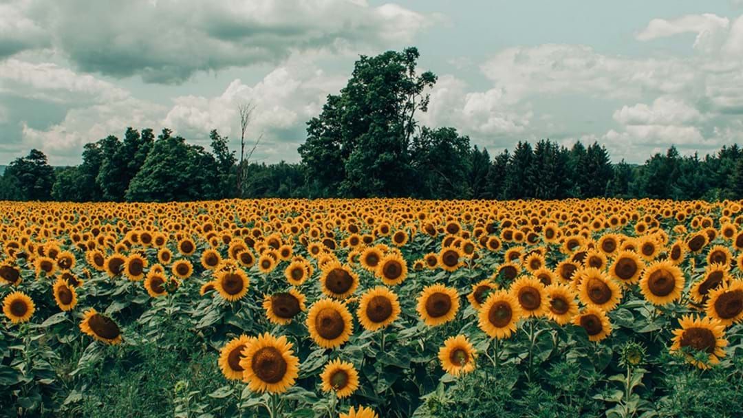 Article heading image for Grab Your Cameras, This Iconic Sunflower Farm Is Opening Its Gates To Public This Weekend!