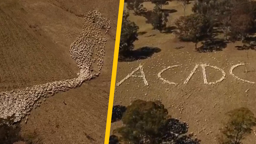 Article heading image for AC/D-Sheep | Guyra Farmer Returns with an EPIC Aussie Rock Tribute
