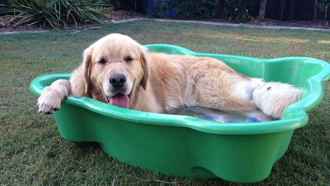 Article heading image for How To Keep Your Pet Cool During The Hot Aussie Weather