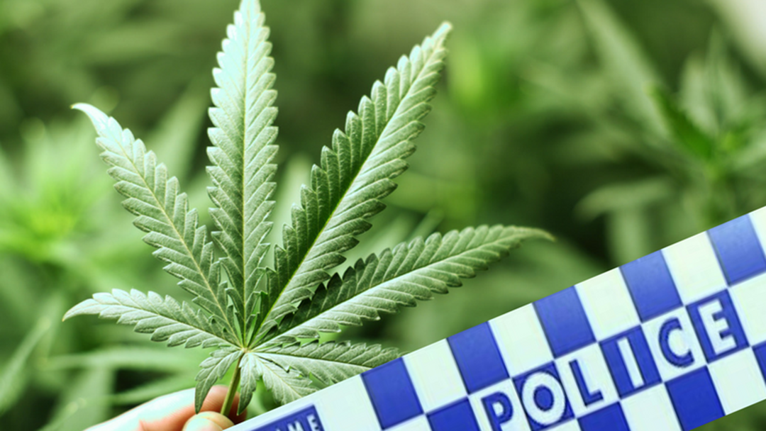 Article heading image for Police Seize 31 Cannabis Plant at Toormina House