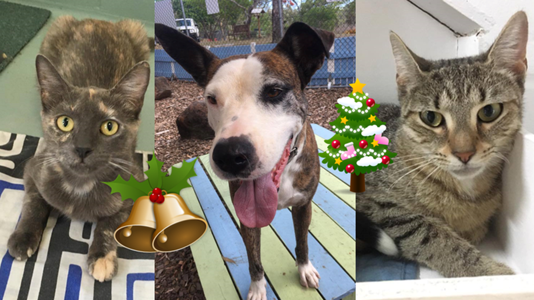 Article heading image for Can You Give These RSPCA Animals A Home Before Christmas?