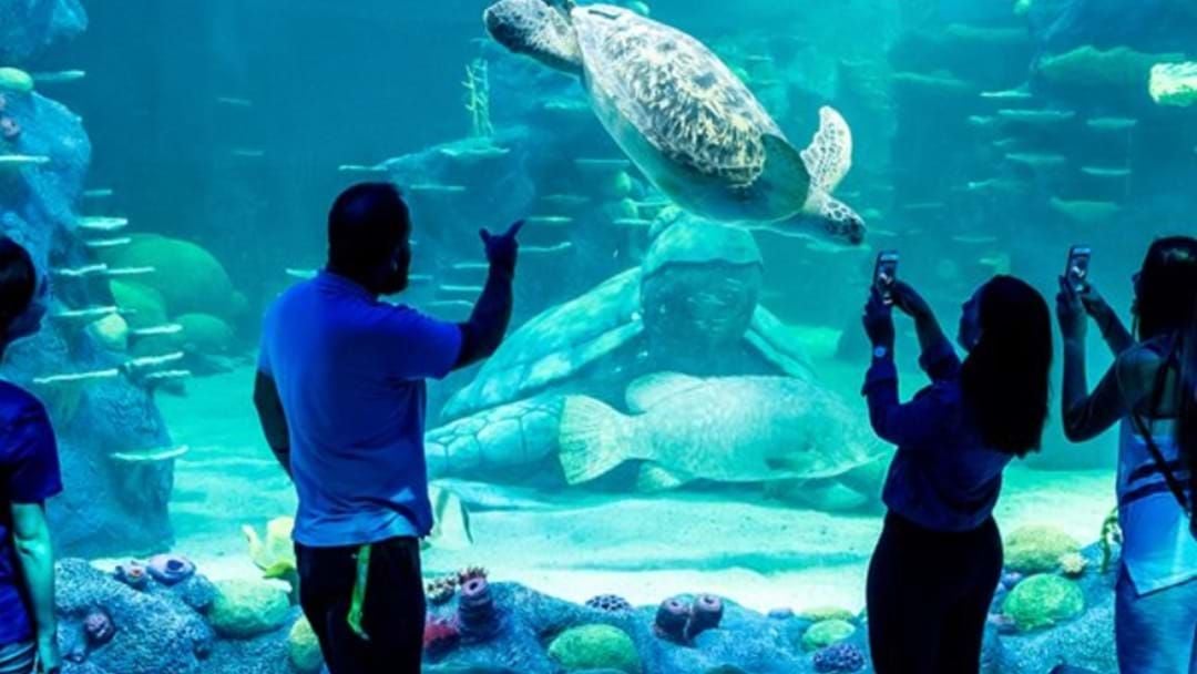 Article heading image for You Can Spend New Years Eve At The Aquarium w/ Bottomless Drinks