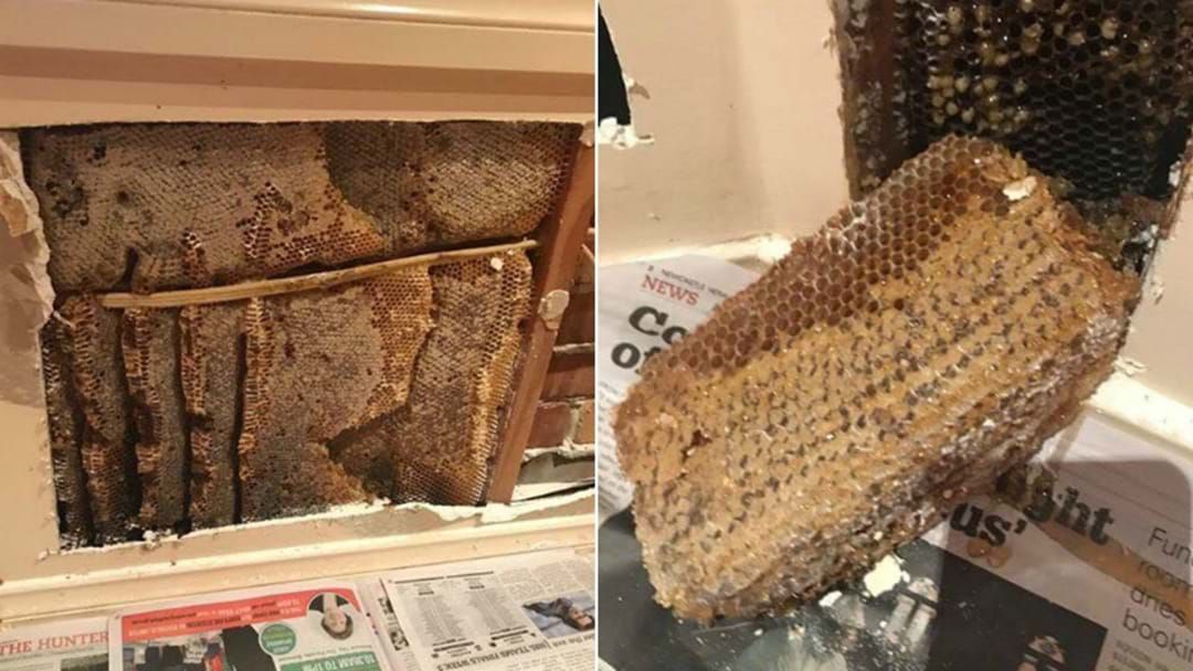 Article heading image for WATCH: Lake Macquarie House Becomes A Giant Bee Hive