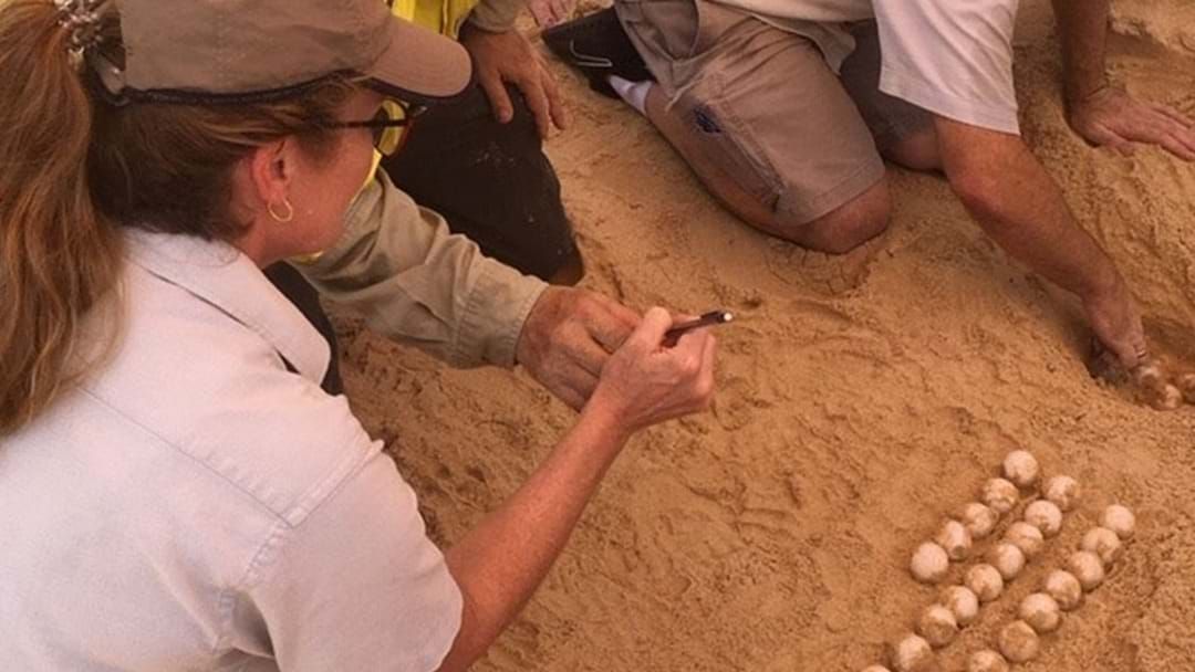 Article heading image for Over 100 Turtle Eggs Have Been Discovered In Manly Beach!