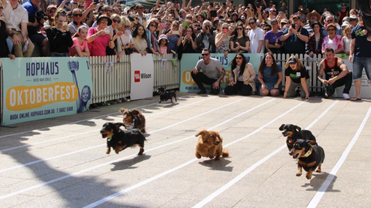 Hophausâ Sausage Dog Race Is Coming Back Soon & Iâm Already Shaking With Excitement | Hit Network