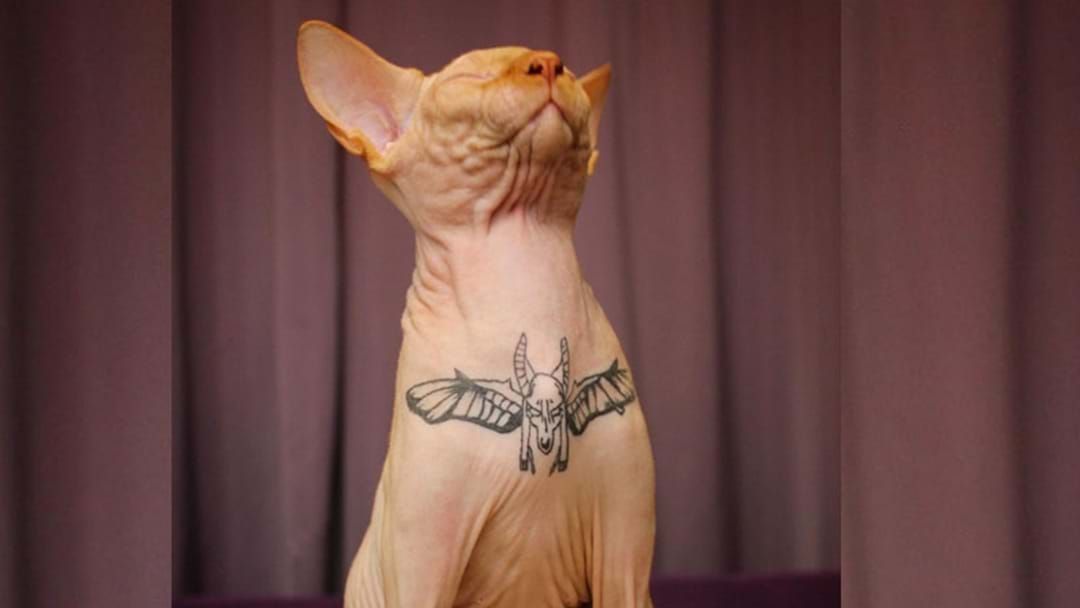 Article heading image for Outrage After 'Instagram Star' Tattoos Her Cat