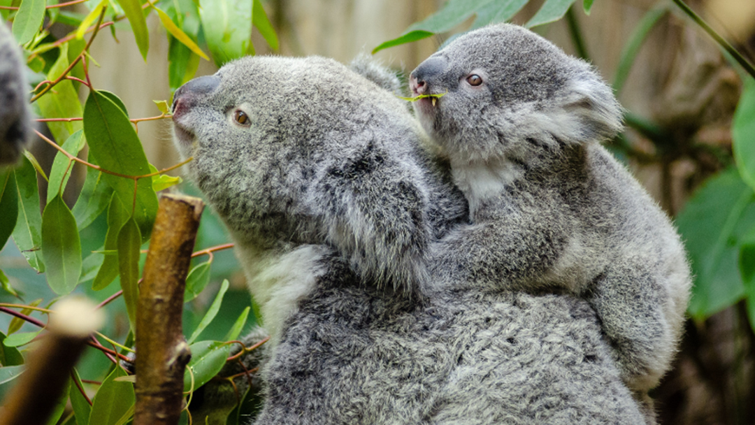 Article heading image for Delightful Discovery That Koalas On The Coast Are Not Extinct 