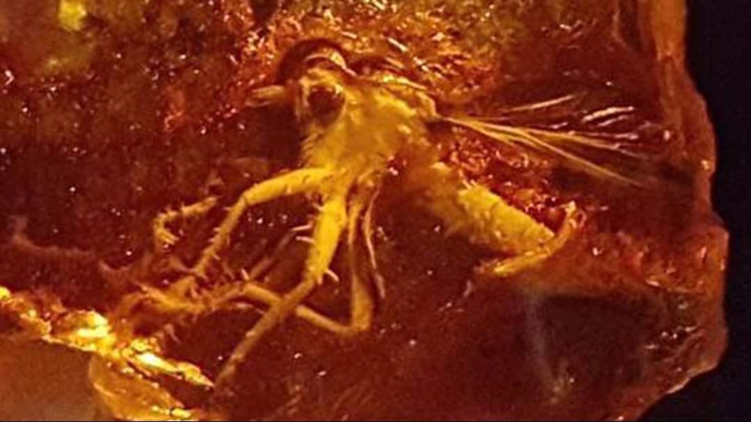 Article heading image for Researchers Channel Jurassic Park With Aussie Amber Find