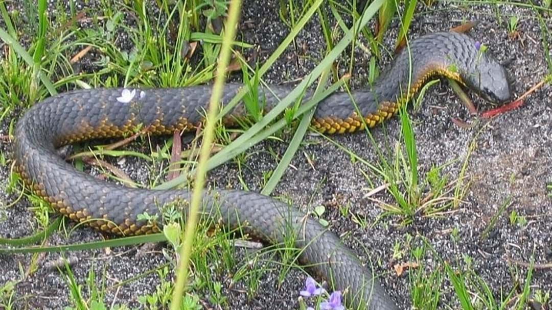 Article heading image for SNAKES... What you need to know about the serpents in ESPERANCE!