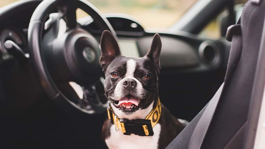 Article heading image for This Pet Friendly Travel Checklist Exists So You Can Safely Bring Your Fur-Baby On Your Next Adventure!