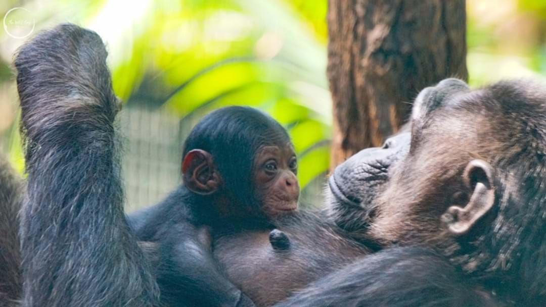 Article heading image for Celebrate Baby Chimp Capri's First Birthday Next Week!