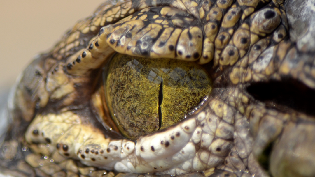 Article heading image for The Australian Reptile Park Is Turning 60!!!