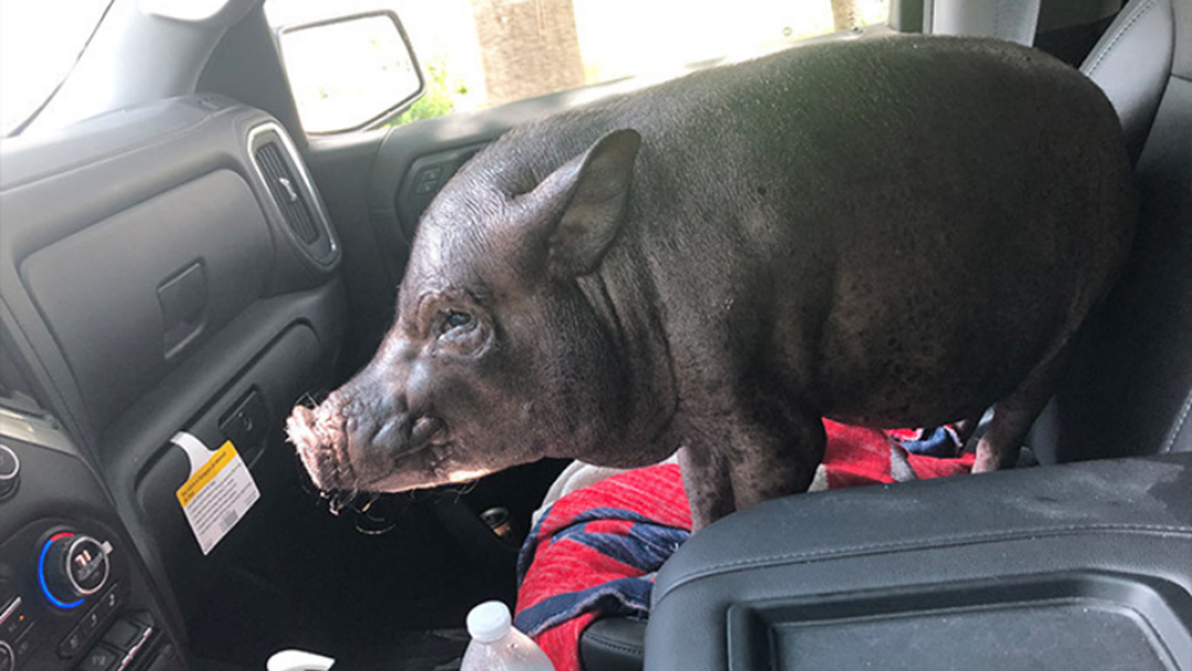 Article heading image for New Guinness World Record For Oldest Pet Pig 
