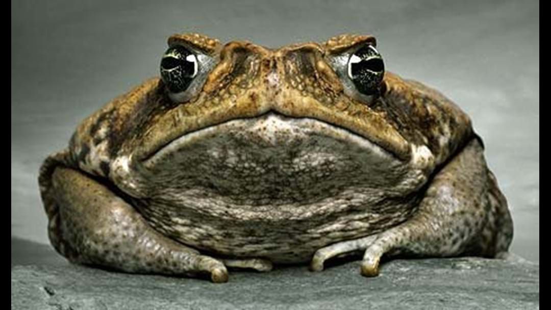 Article heading image for Cane Toads 'Deadlier' Because Of Common Weed Killer Used In Gardens