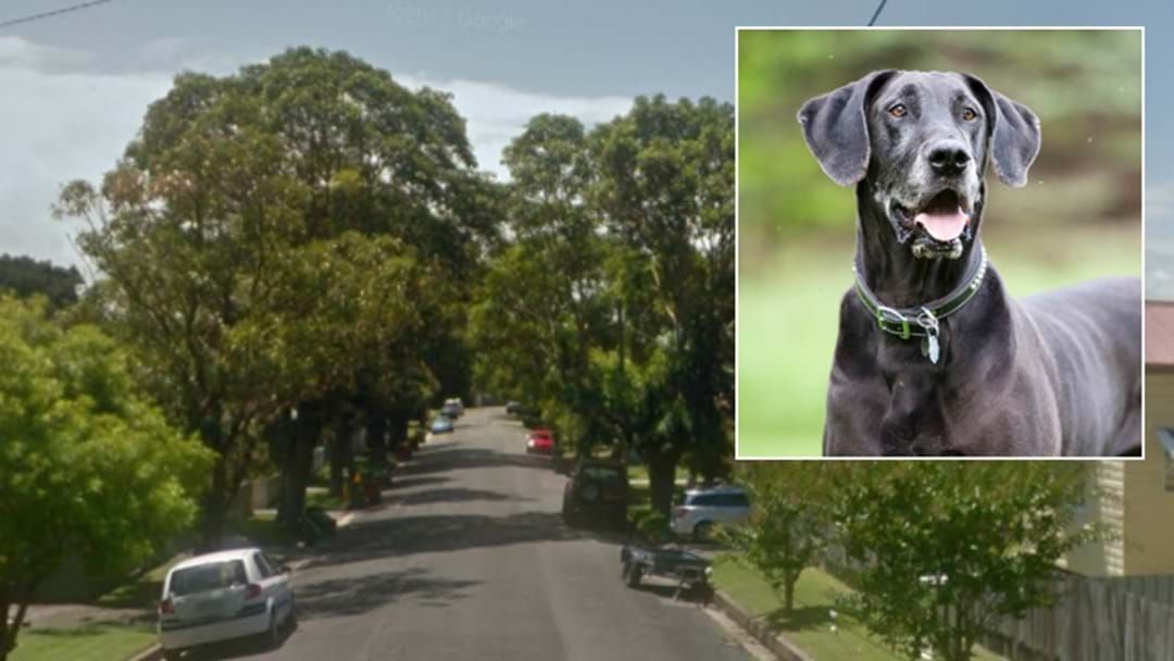 Article heading image for Young Boy Injured In Newcastle Dog Attack