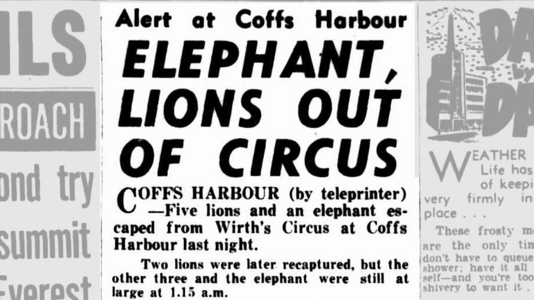 Article heading image for COFFS HARBOUR: Lions Escape after Being Towed by an Elephant