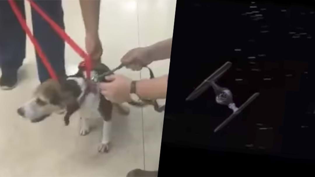 Article heading image for Barking Star Wars Dog Video Divides The Internet
