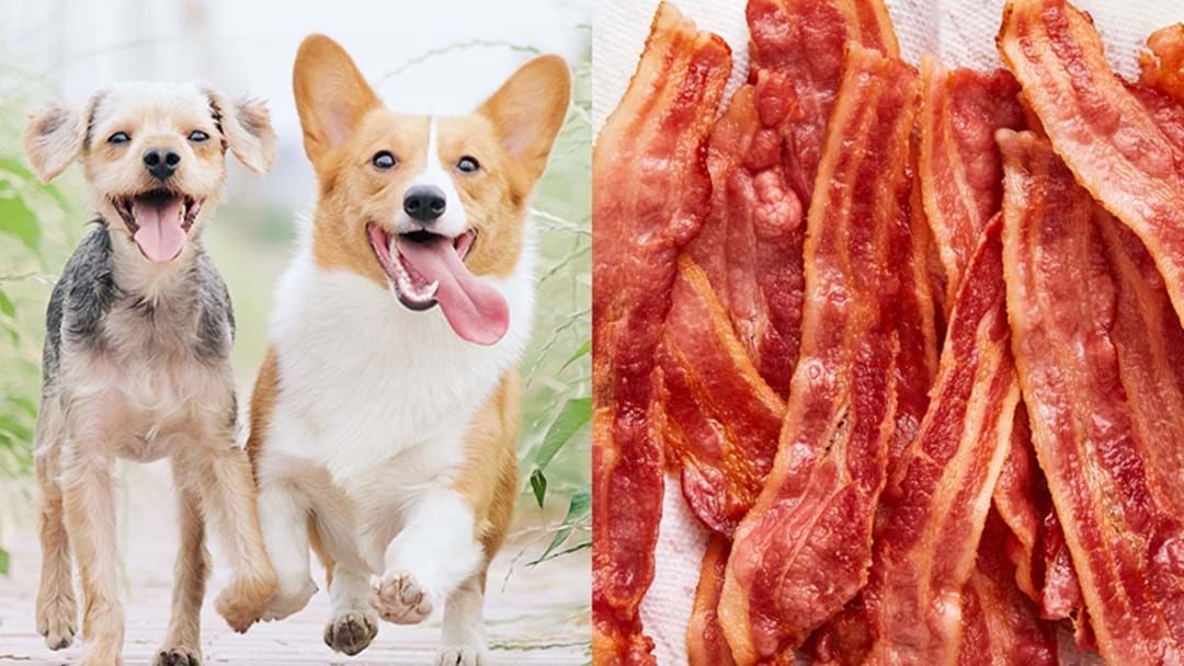 Article heading image for Dogs & Owners Are Going Nuts For These Bacon Flavoured Bubbles