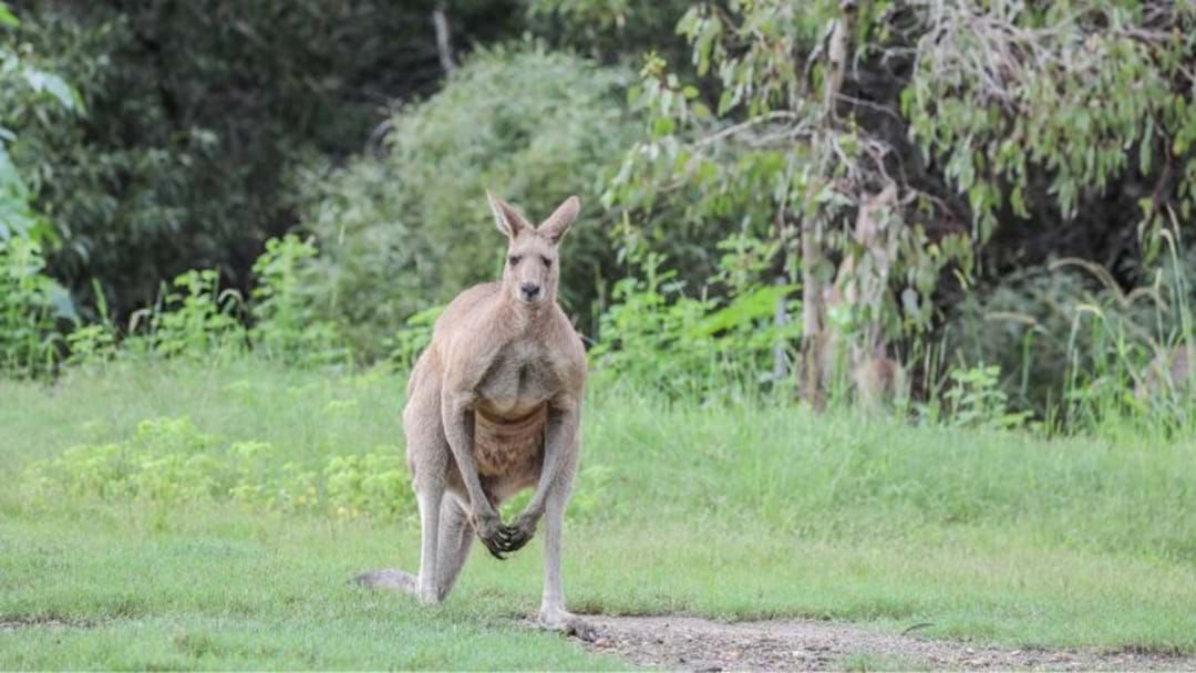 Article heading image for Elderly Man Killed By 'Pet' Kangaroo In Albany 