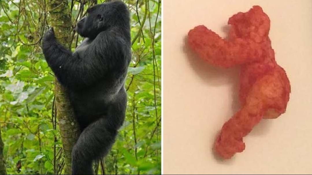 Article heading image for You Can Now Own A Cheeto That Looks Like Harambe The Gorilla
