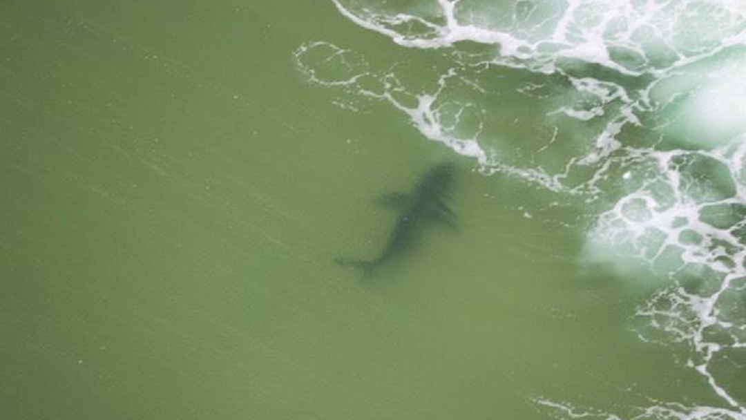 Article heading image for Shark Sighted at Moonee Beach