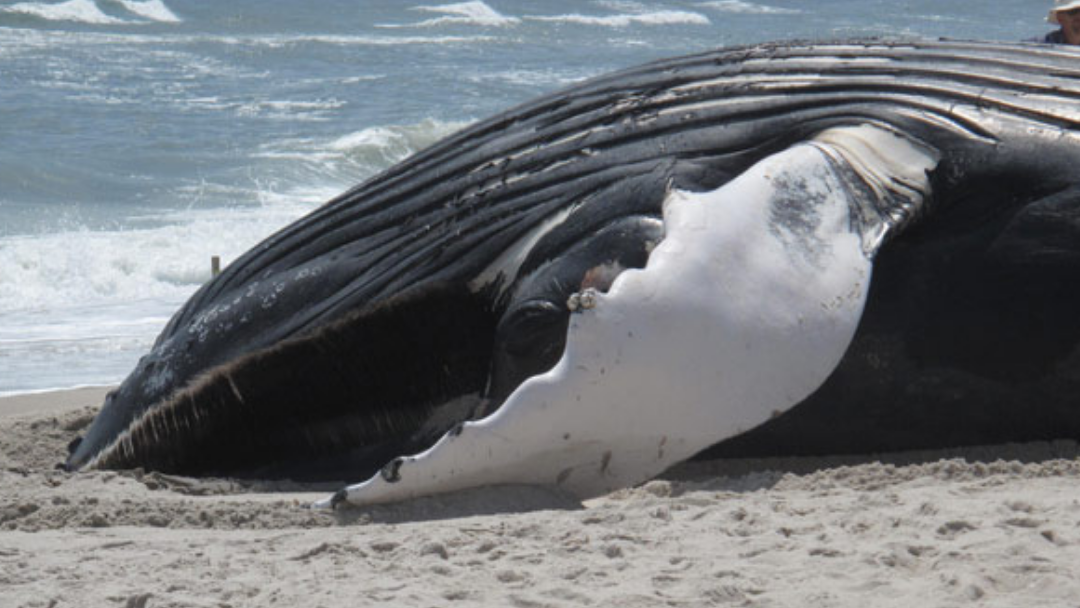Article heading image for LISTEN: Buried Whale Carcasses on Beaches Won't Attract Sharks
