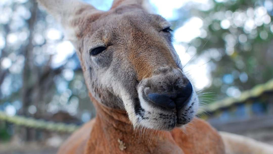Hit Booze Dead | Kangaroo Pranksters With Network Prop Up