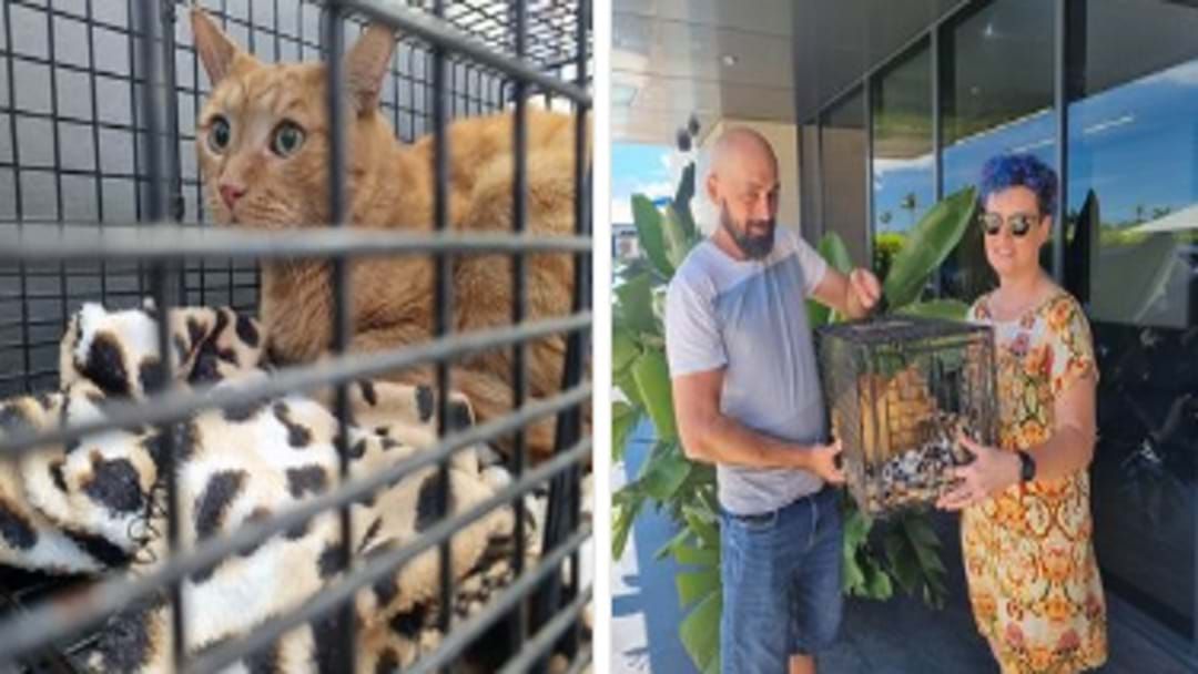 Article heading image for Mackay Cat Reunited With Its Owner After 7 Years