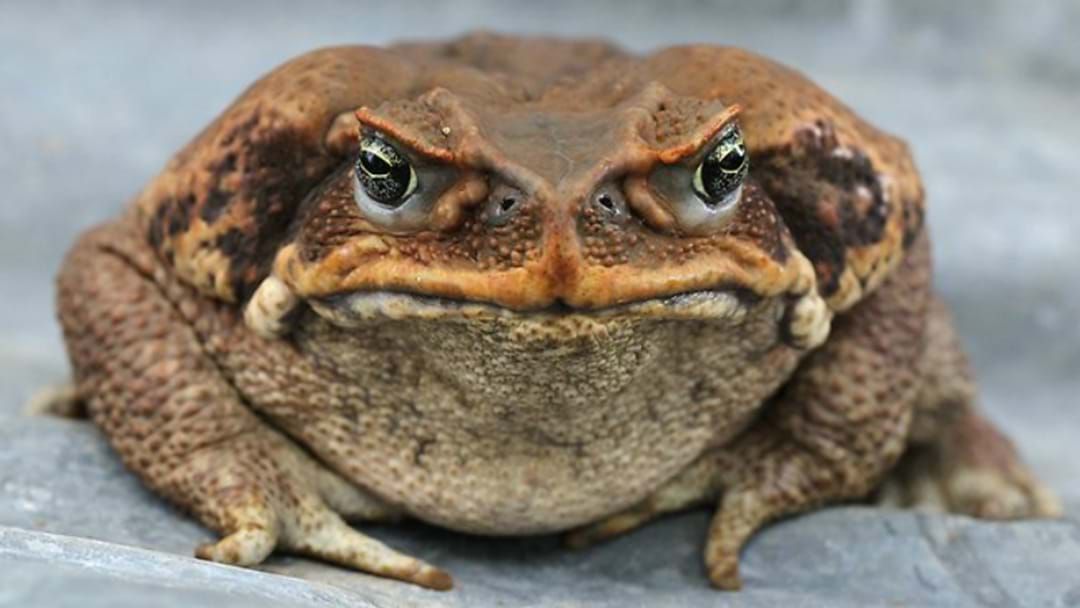 Article heading image for Cane Toad Spotted In Port Stephens