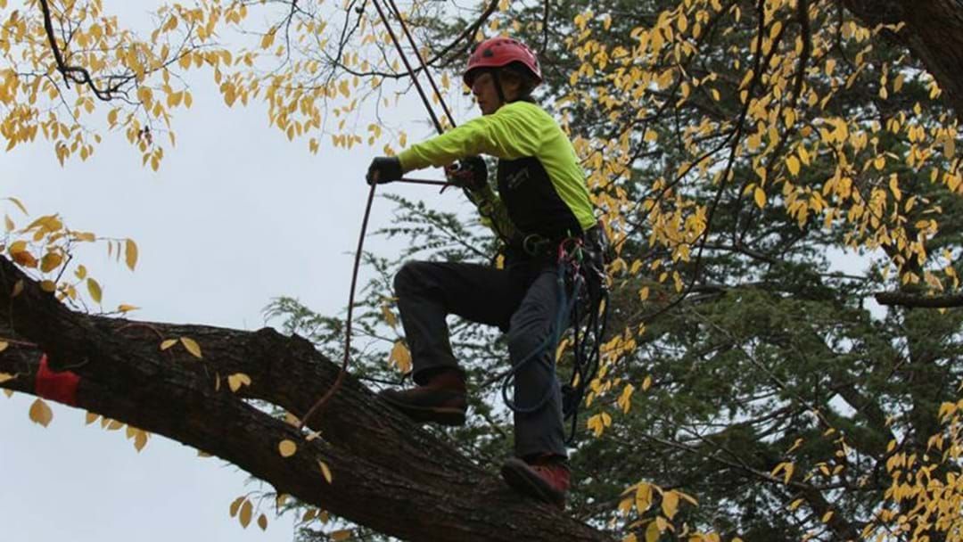 Article heading image for CALLING ALL CANBERRA TREE CLIMBERS!