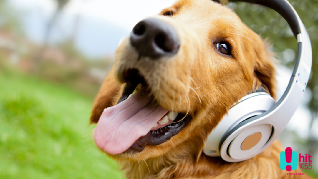 Article heading image for Podcasts for Dogs are a thing now!