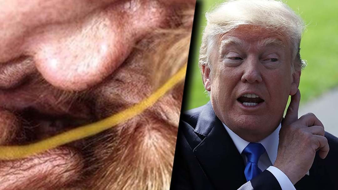 Article heading image for The Inside Of This Dog’s Ear Looks Exactly Like Donald Trump