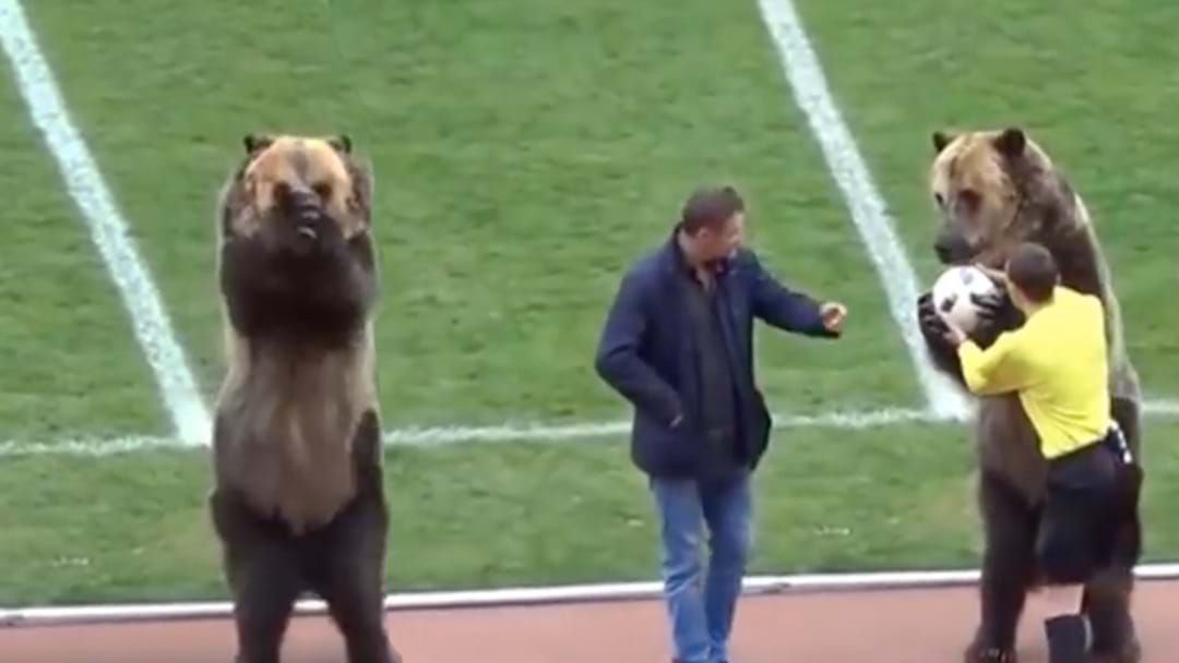 Article heading image for An Actual Bear Handed Over The Match Ball At A Russian Soccer Match