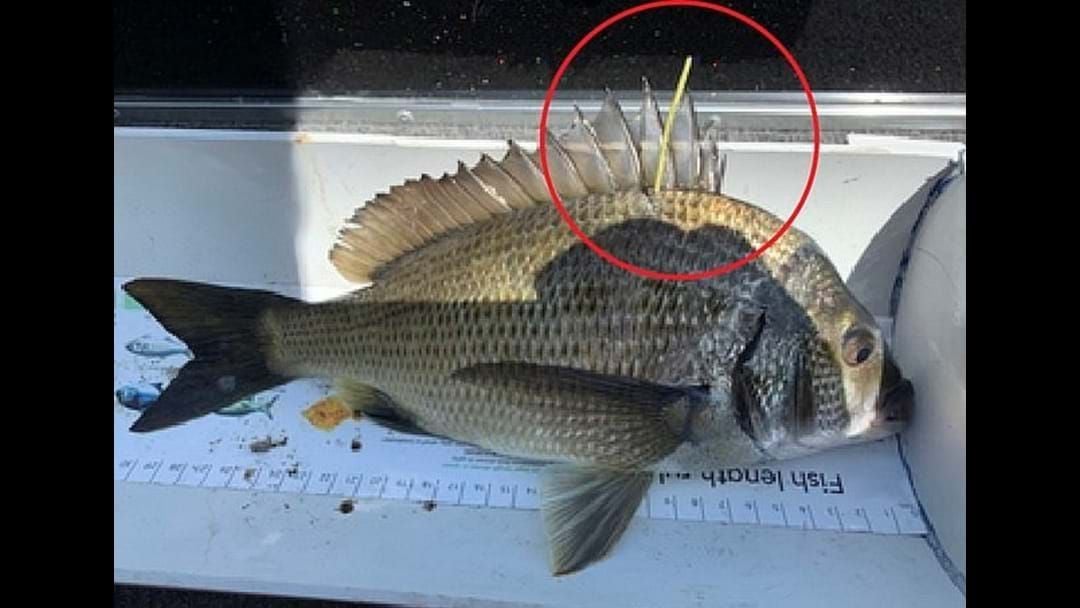 Article heading image for This fish could make you $10k richer!