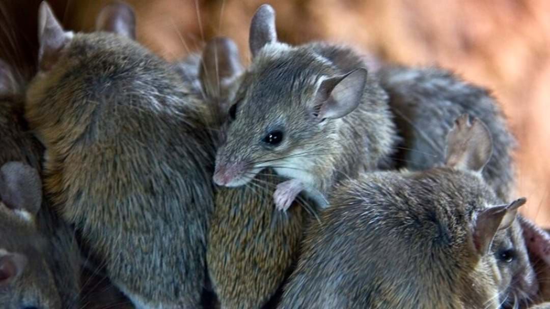 Article heading image for SA Scientists Trial Sterilising Mice In A Bid To End Rodent Plagues