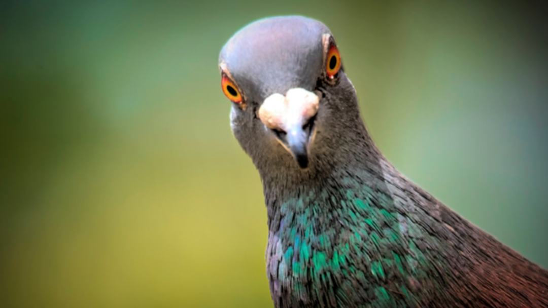 Article heading image for Pigeons: The Unlikely Genius Of The Animal Kingdom
