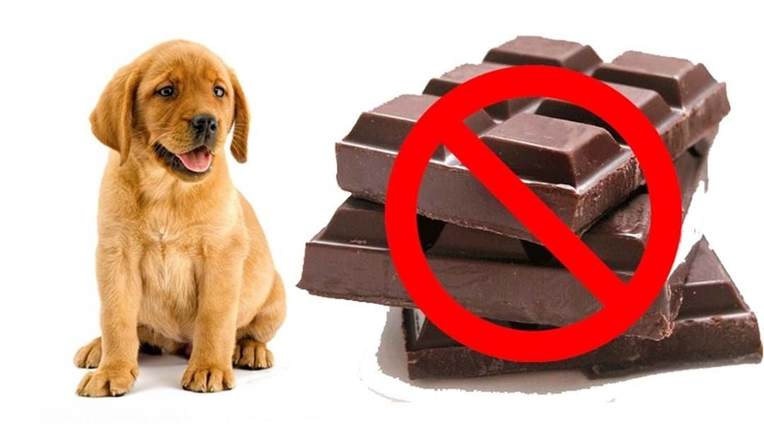 Article heading image for Chocolate And Pets Don't Mix