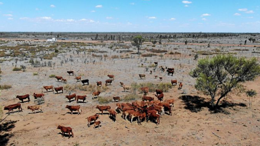 Article heading image for Farmers For Climate Action Release 3-Week Campaign Featuring Local Cattle Producer