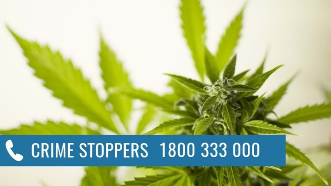 Article heading image for Two Men Growing Cannabis Plants Have Been Arrested In Shepparton And Moe