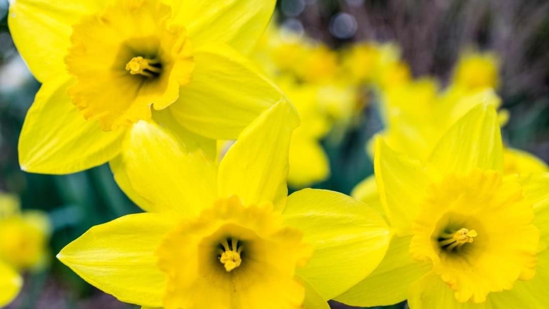 Article heading image for 60,000 Daffodils Have Landed In Townsville, Where To Get Them 