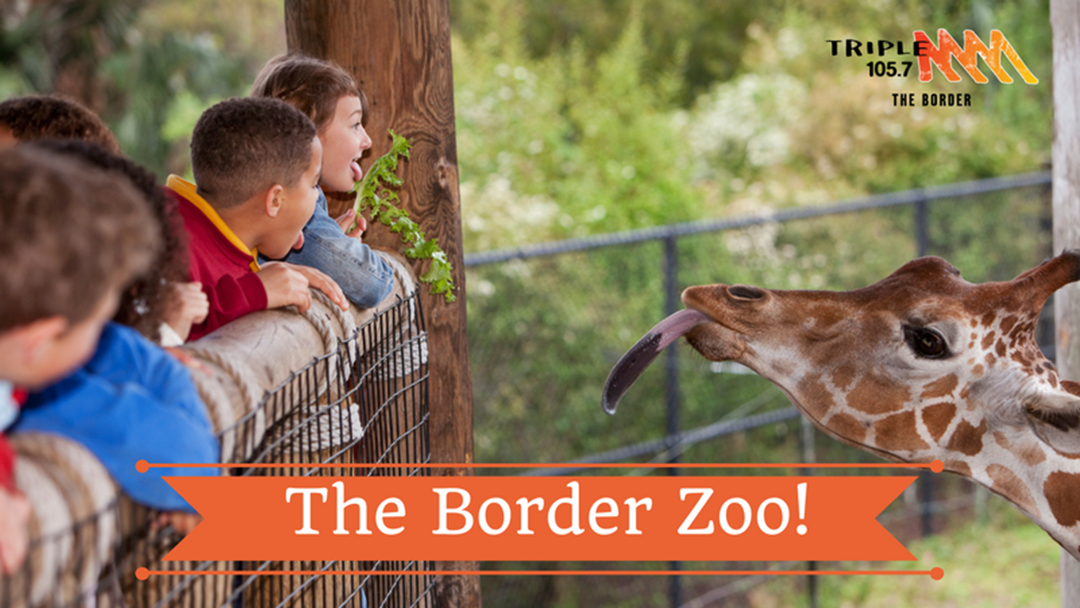Article heading image for A ZOO for The Border?