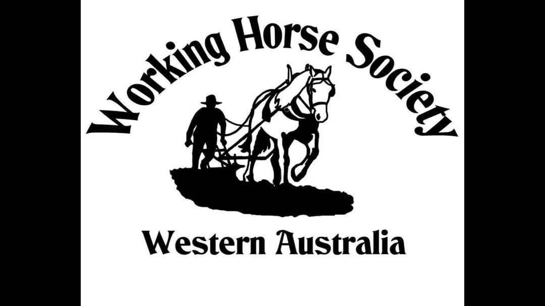 Article heading image for WORKING HORSE FESTIVAL OF WESTERN AUSTRALIA
