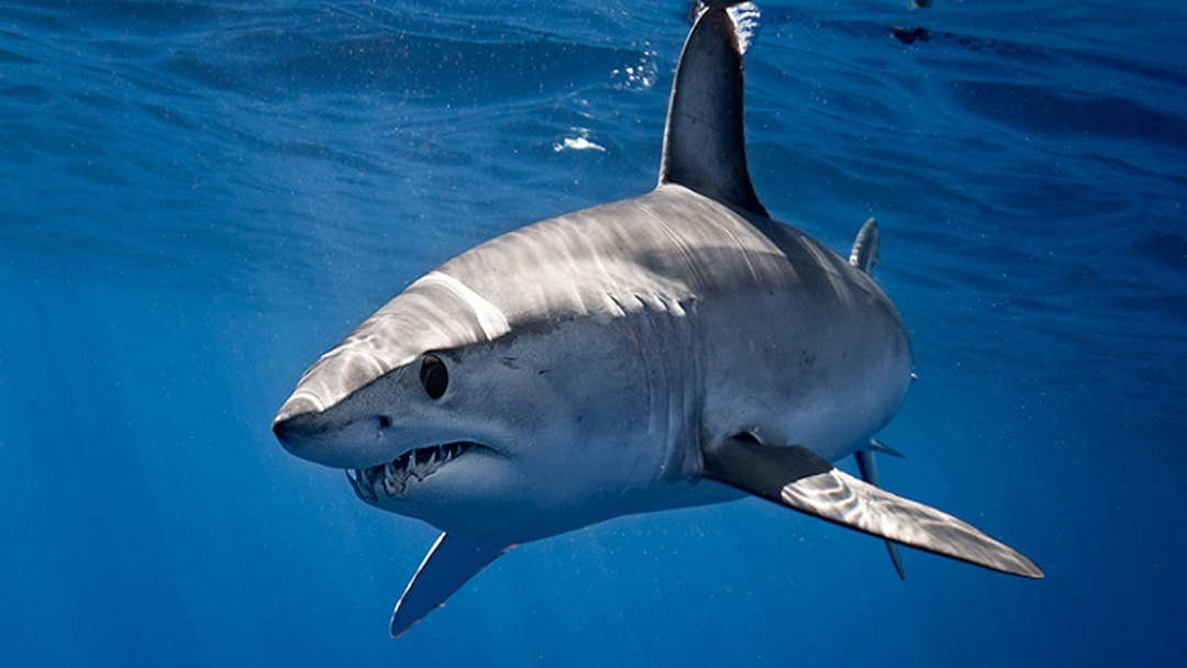 Article heading image for Scuba Diver Narrowly Escapes Shark Attack At Three Mile Reef