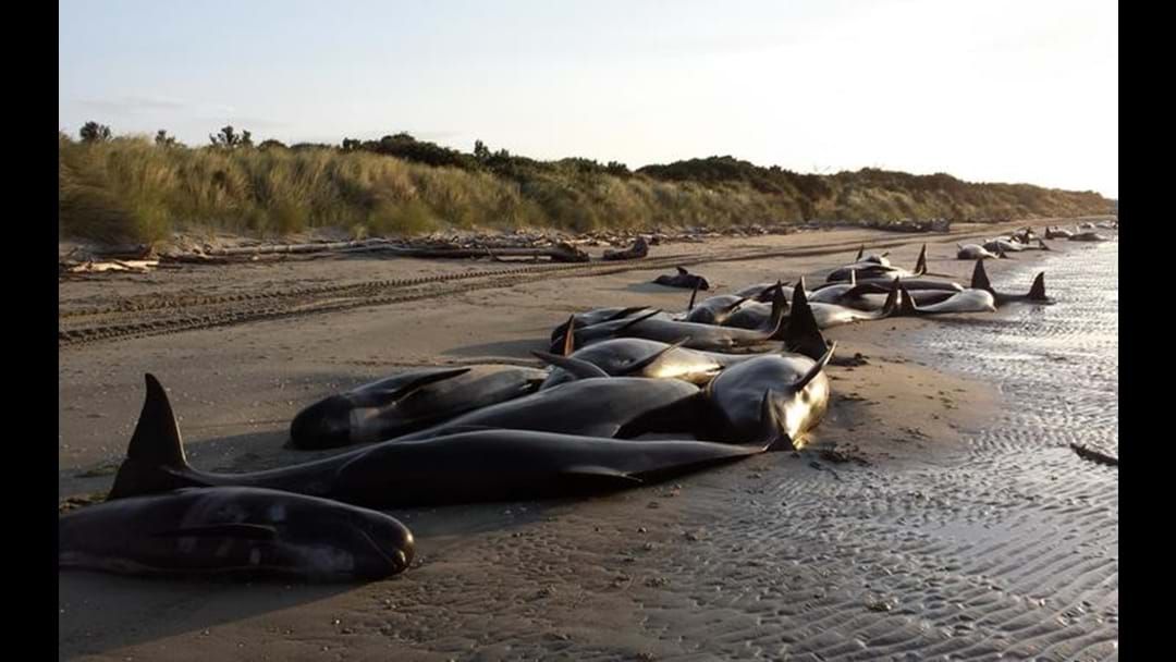 Article heading image for 400 Whales Stranded On NZ Beach