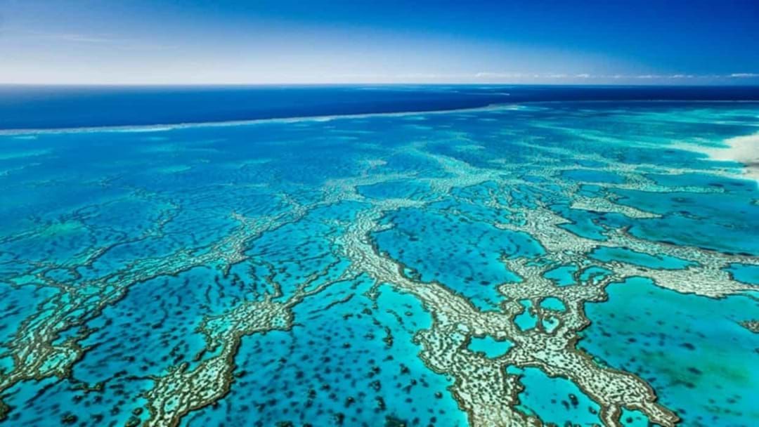 Article heading image for Damning Report Shows 91% Coral Bleaching Along The Great Barrier Reef