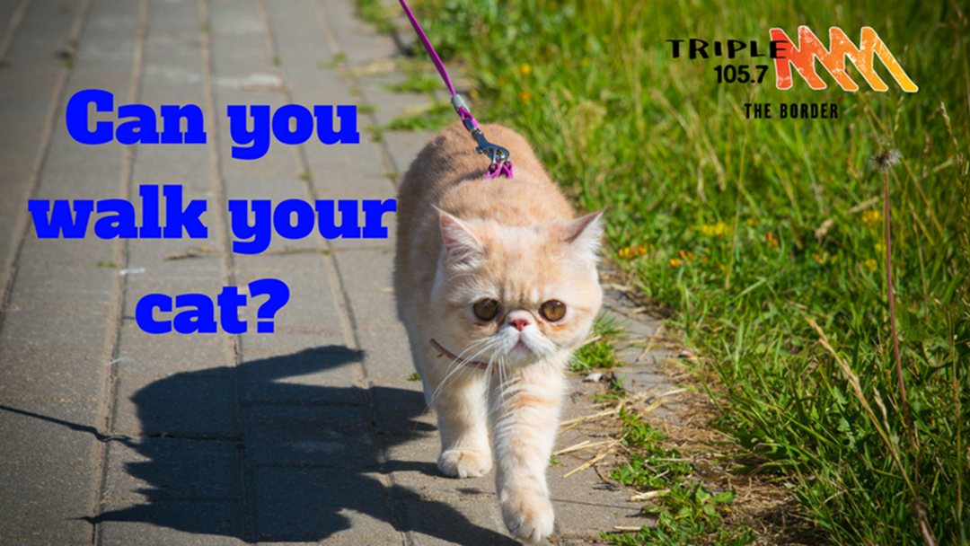 Article heading image for Can you walk your cat?
