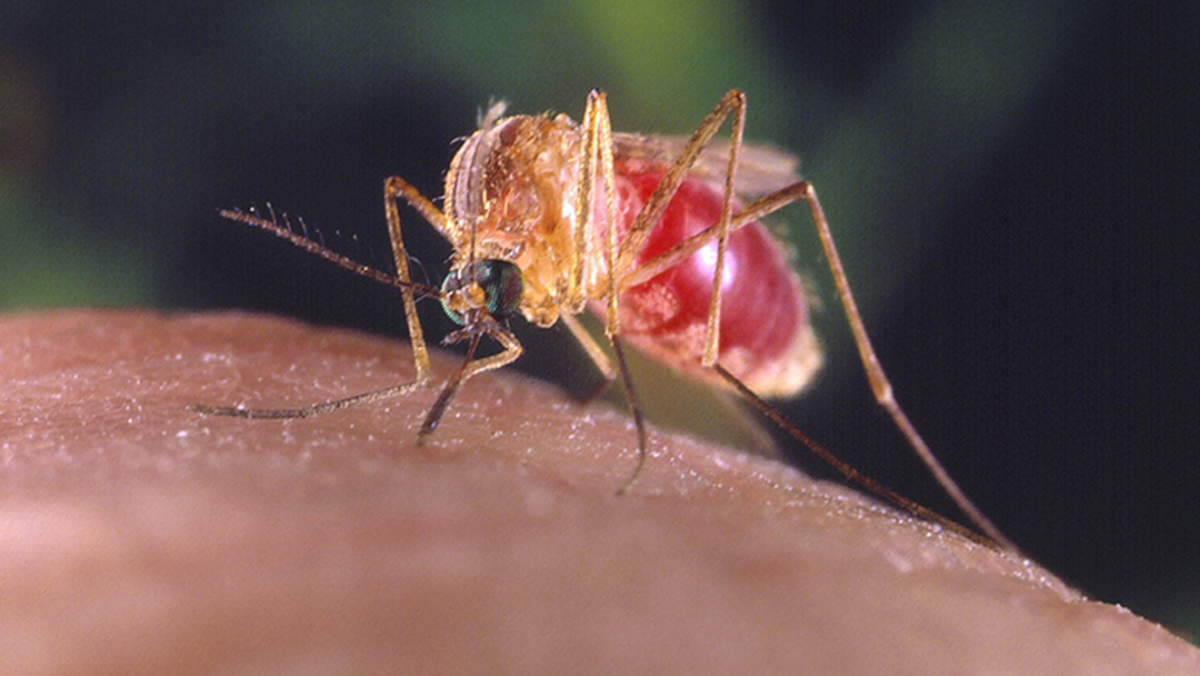 Article heading image for How To Avoid Mozzie Bites - Entomologist Stephen Doggett