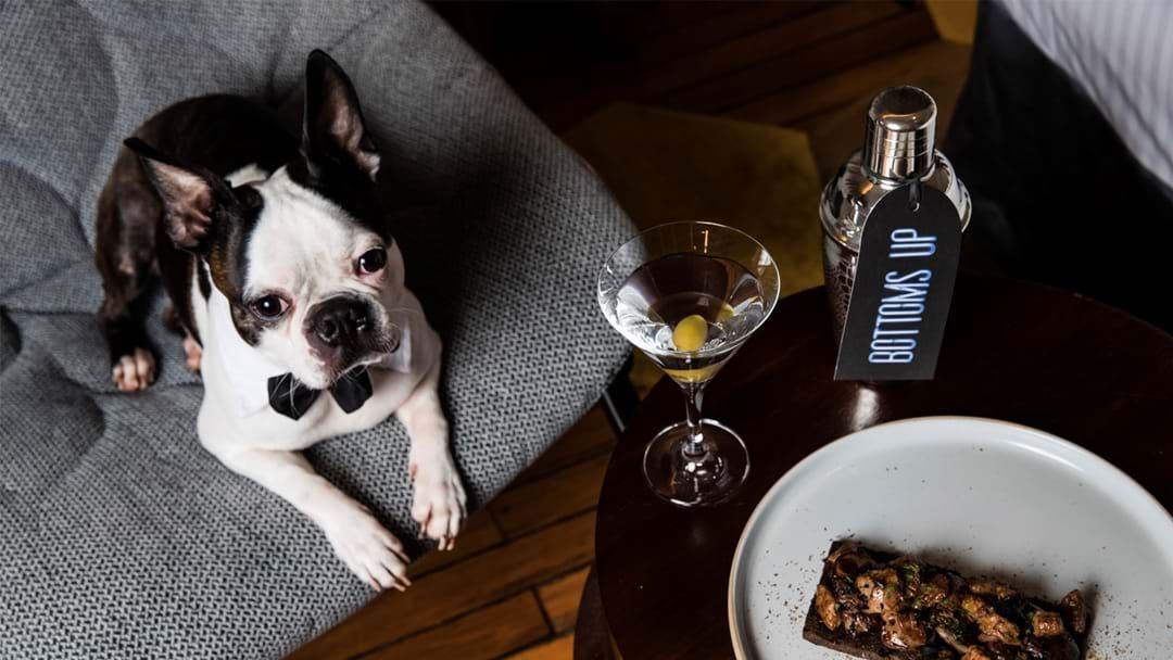 Article heading image for Science Says You And Your Dog Deserve A Fancy Holiday