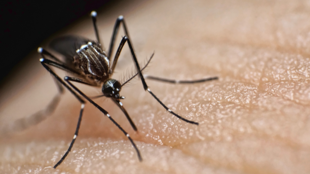 Article heading image for Deadly Mosquito-Borne Virus Detected In The Kimberley 